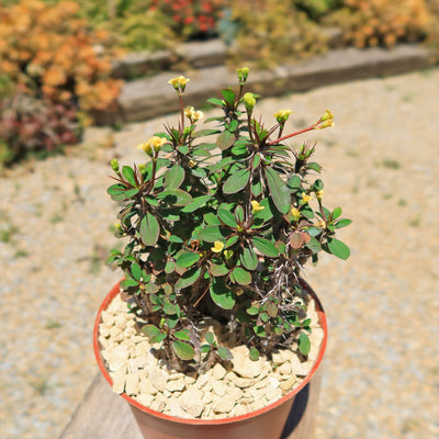 Euphorbia milii Yellow – Crown of Thorns