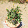 Euphorbia milii Yellow – Crown of Thorns