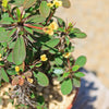 Euphorbia milii Yellow – Crown of Thorns