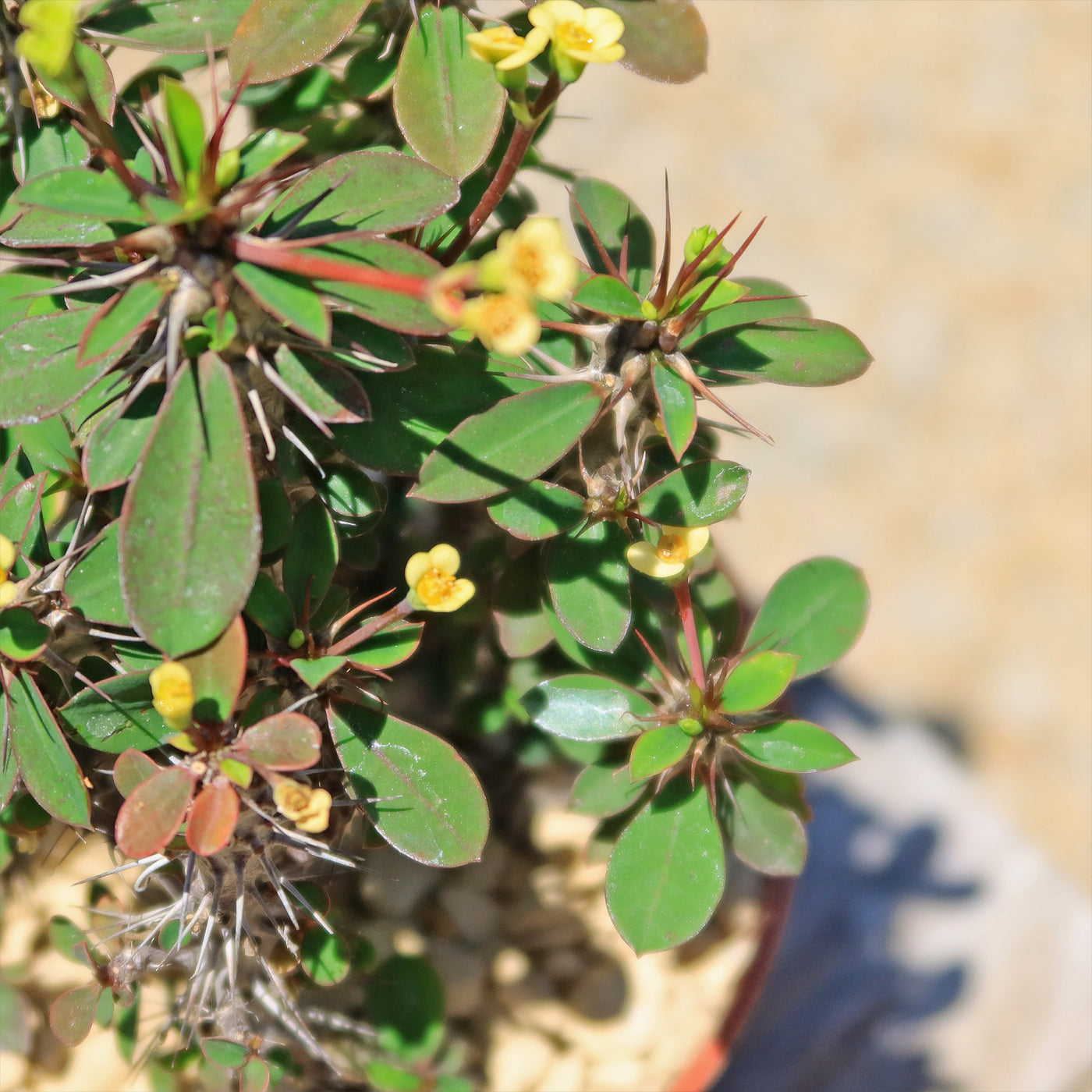 Euphorbia milii Yellow – Crown of Thorns