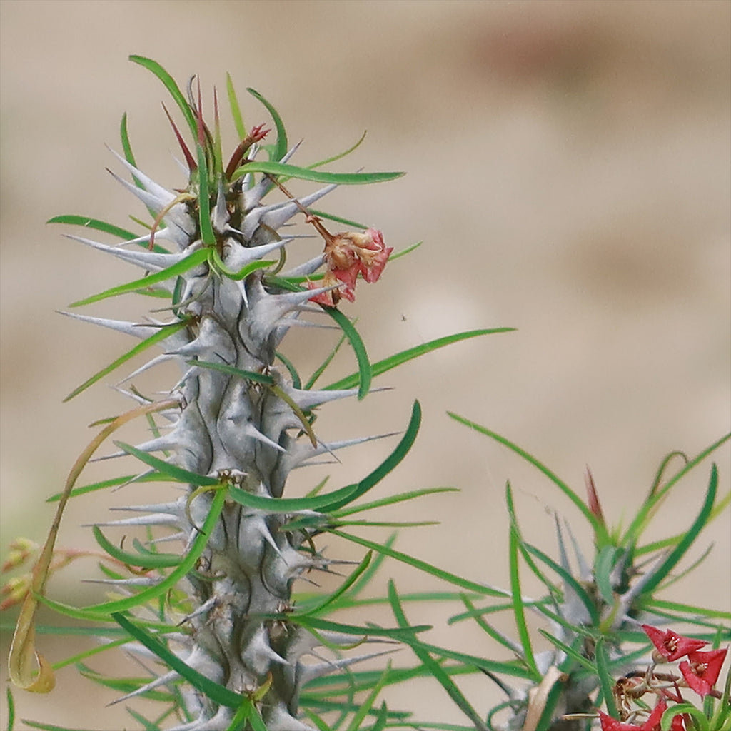 Euphorbia neobosseri