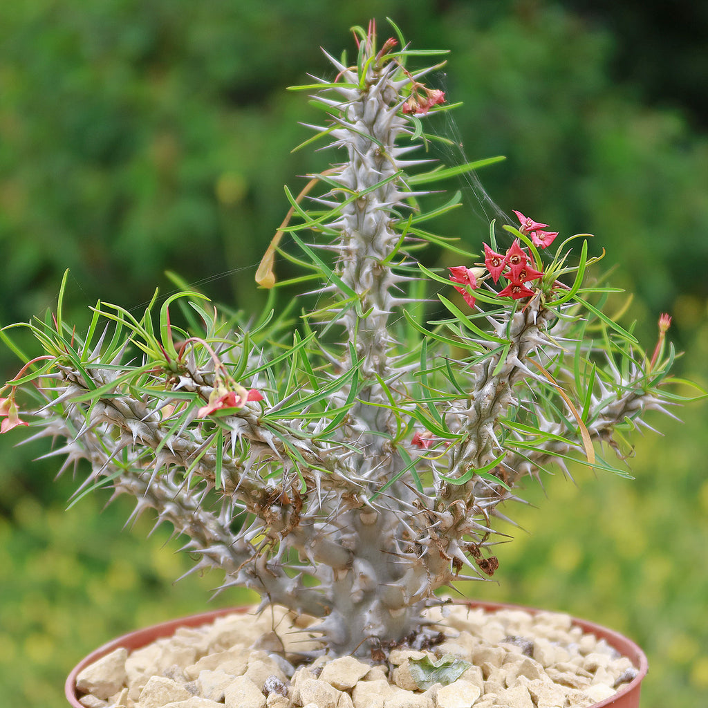 Euphorbia neobosseri