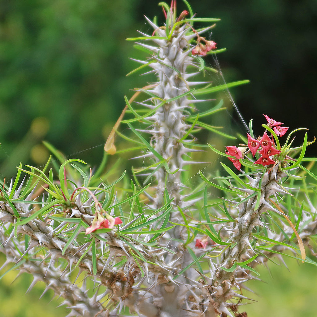 Euphorbia neobosseri
