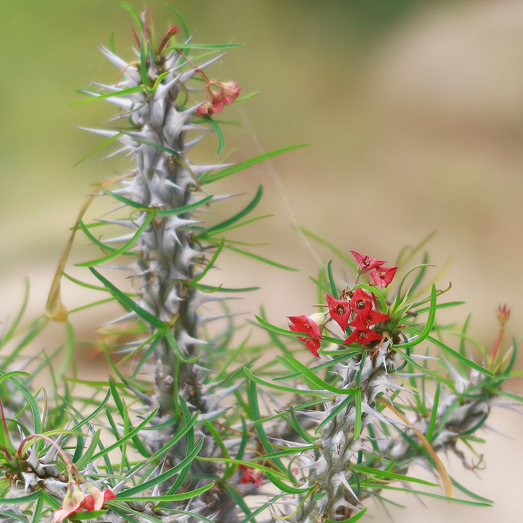 Euphorbia neobosseri