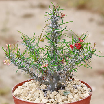 waxy succulent Euphorbia neobosseri