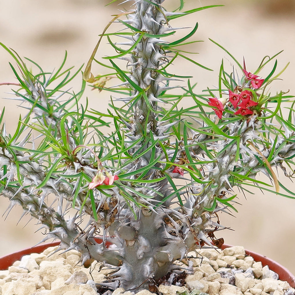 Euphorbia neobosseri