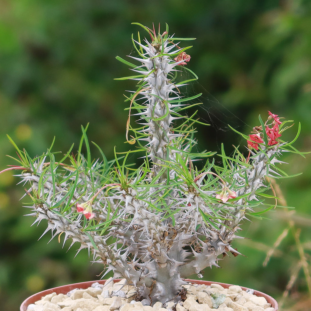 Euphorbia neobosseri