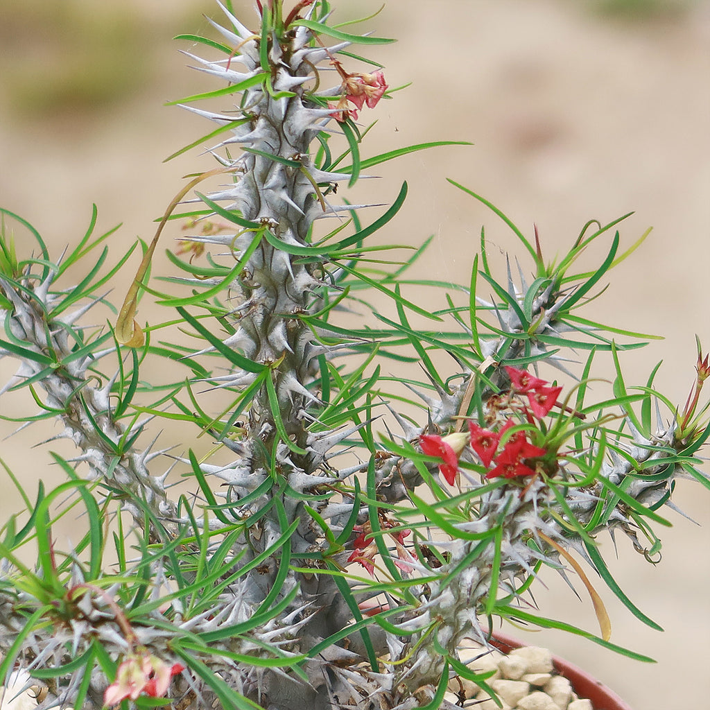 Euphorbia neobosseri