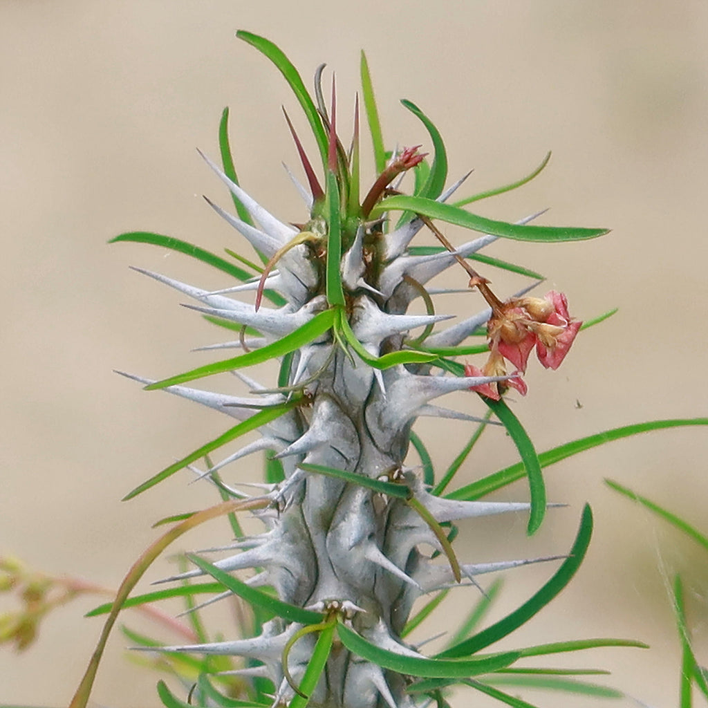 Euphorbia neobosseri