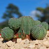 Euphorbia Obesa Hybrid