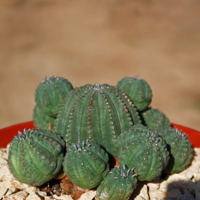 Euphorbia Obesa Hybrid