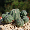 Euphorbia Obesa Hybrid