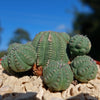 Euphorbia Obesa Hybrid