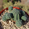 Euphorbia Obesa Hybrid