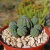 Euphorbia Obesa Hybrid