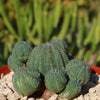 Euphorbia Obesa Hybrid