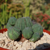 Euphorbia Obesa Hybrid