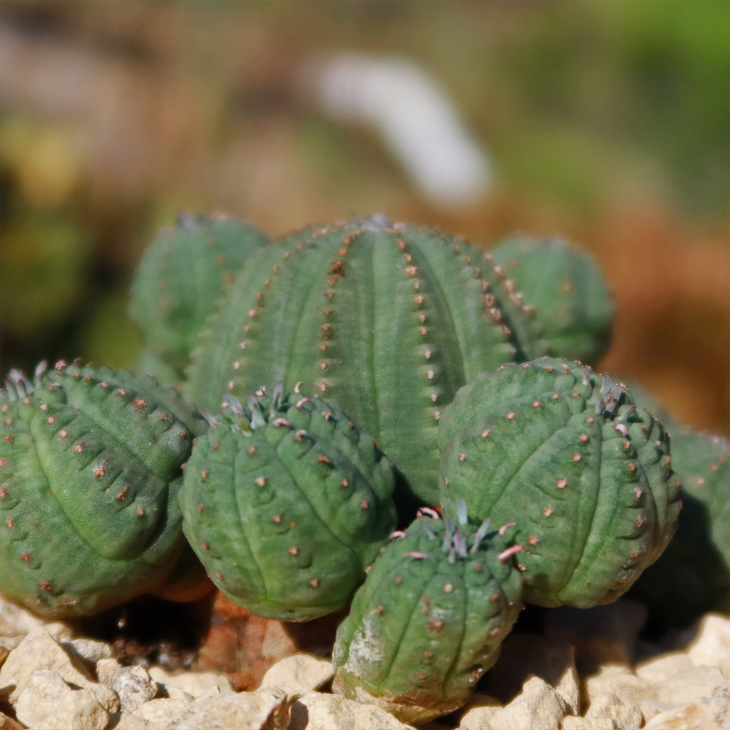 Euphorbia Obesa Hybrid