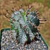 Euphorbia polygona snowflakes