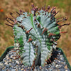 Euphorbia polygona snowflakes