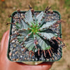 Euphorbia polygona snowflakes