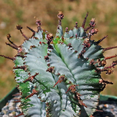 Euphorbia polygona snowflakes