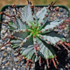 Euphorbia polygona snowflakes