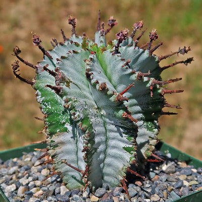 snowflake succulent Euphorbia polygona snowflakes 6" Pot