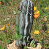 Euphorbia polygona snowflakes