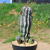 Euphorbia polygona snowflakes