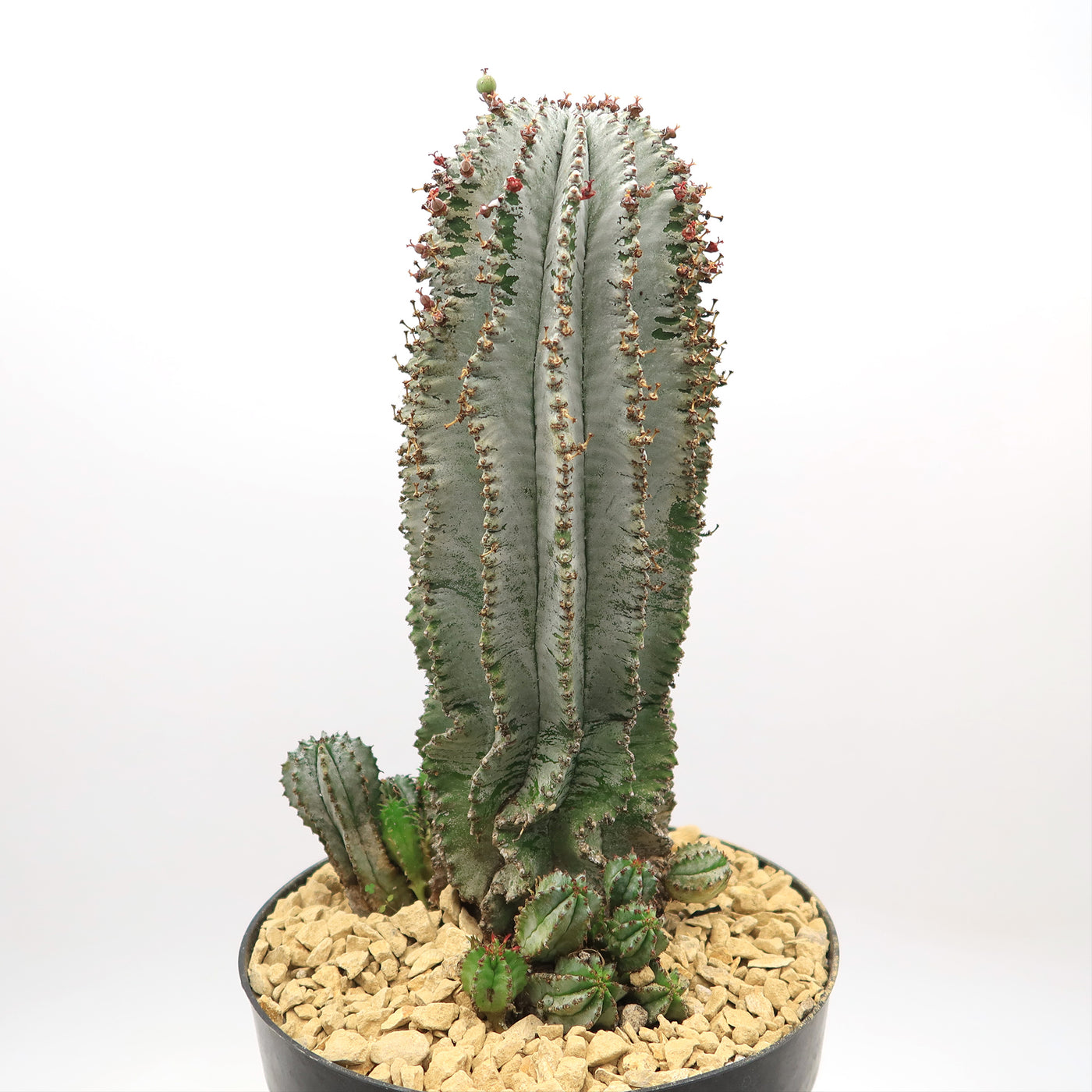 snowflake succulent Shop For Euphorbia Polygona 'Snowflake'