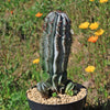 Euphorbia polygona snowflakes