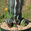 Euphorbia polygona snowflakes