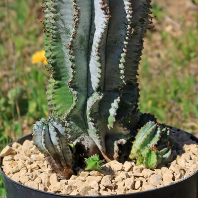 snowflake succulent Euphorbia polygona snowflakes 6" Pot