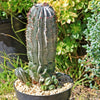 Euphorbia polygona snowflakes