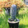 Euphorbia polygona snowflakes