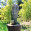 Euphorbia polygona snowflakes