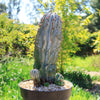 Euphorbia polygona snowflakes