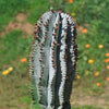 Euphorbia polygona snowflakes