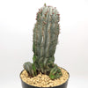 Euphorbia polygona snowflakes