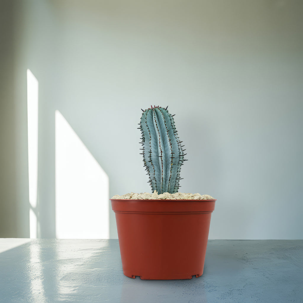 Euphorbia polygona snowflakes