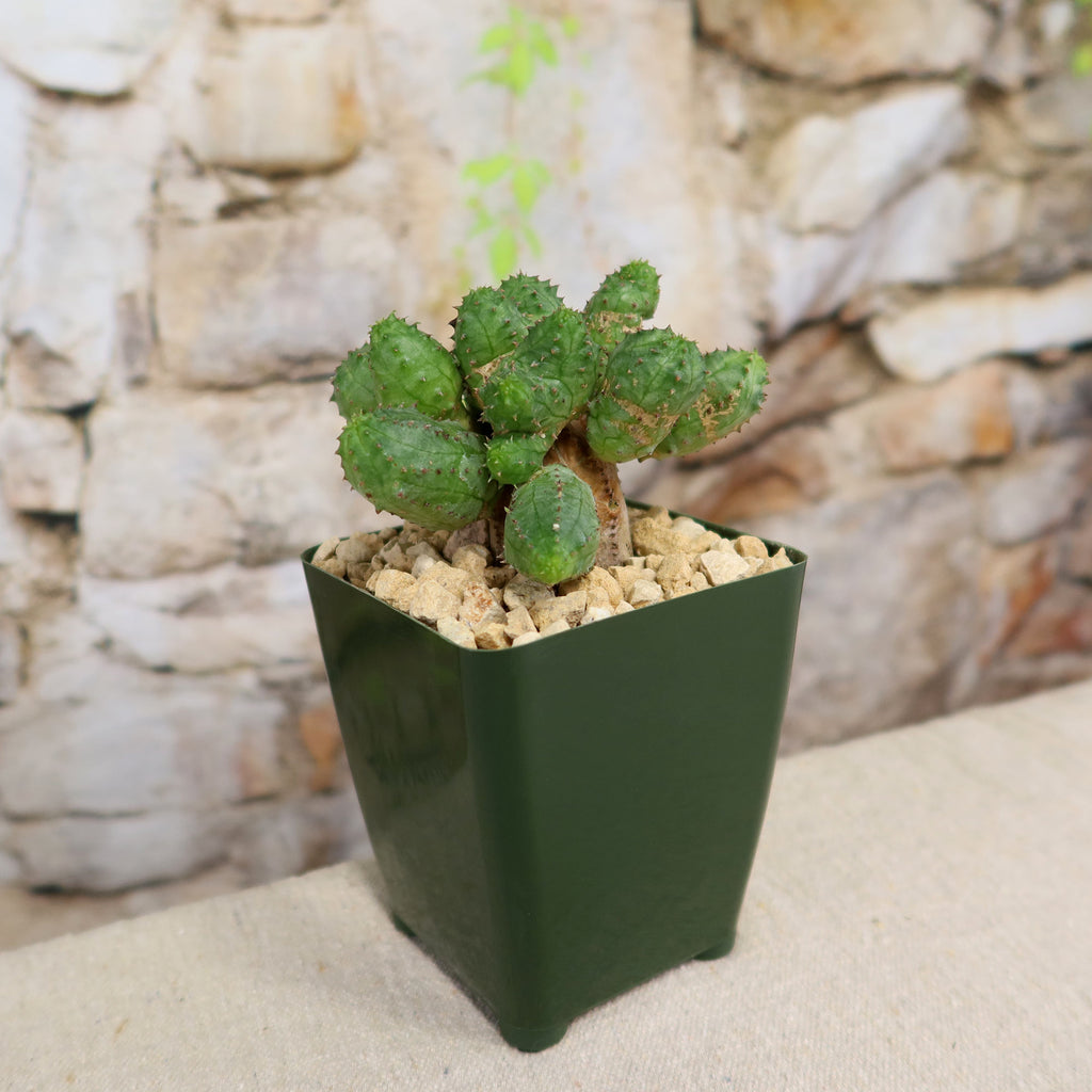Euphorbia pseudoglobosa