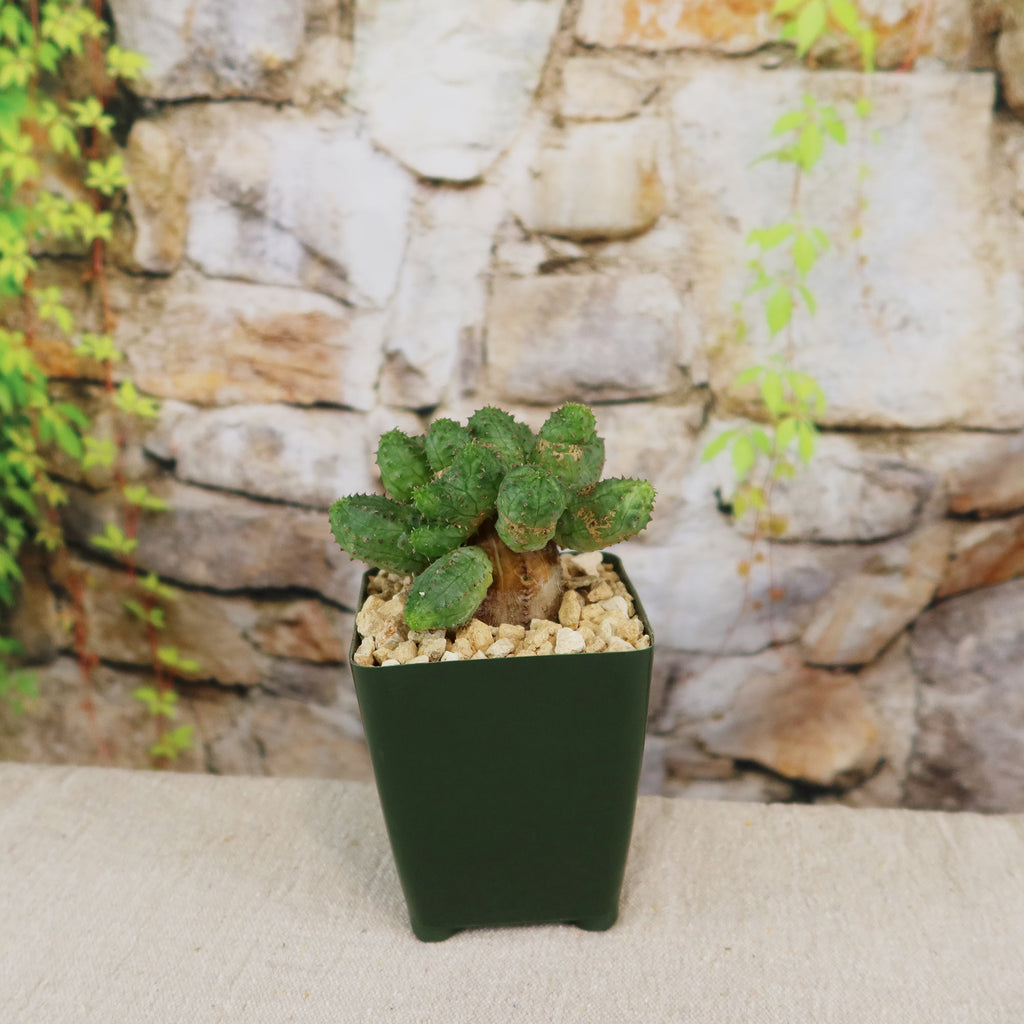 Euphorbia pseudoglobosa