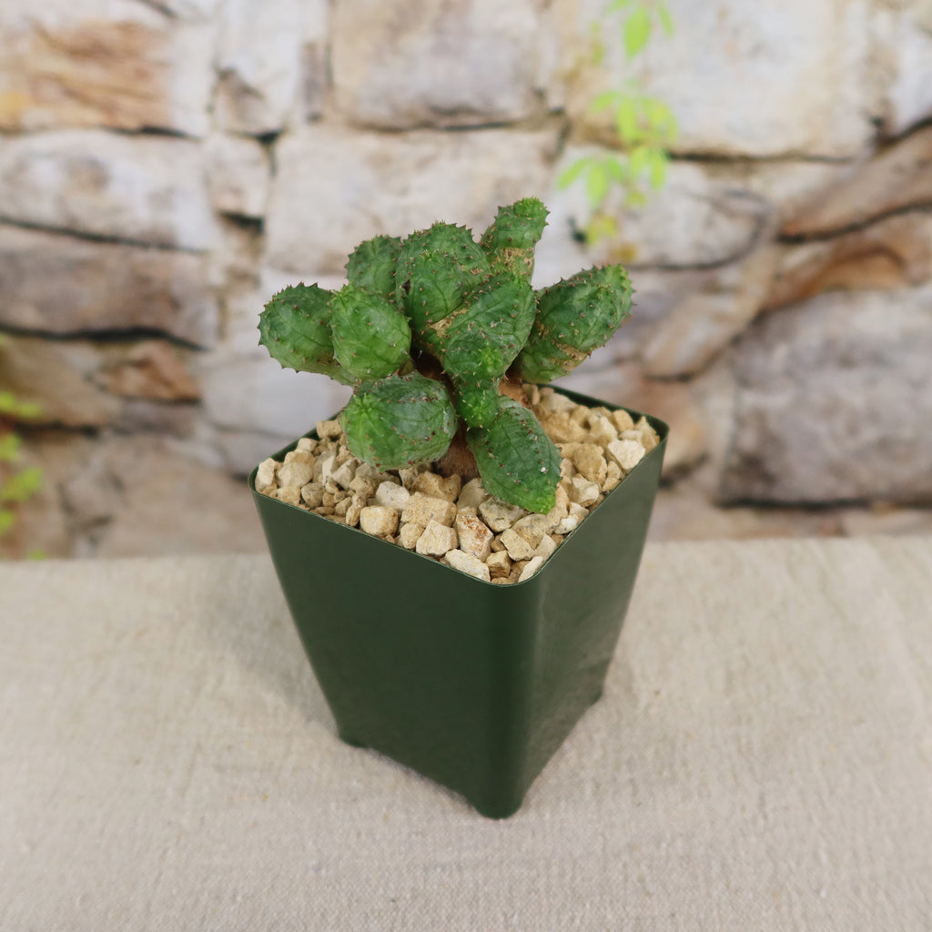 Euphorbia pseudoglobosa