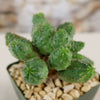 Euphorbia pseudoglobosa
