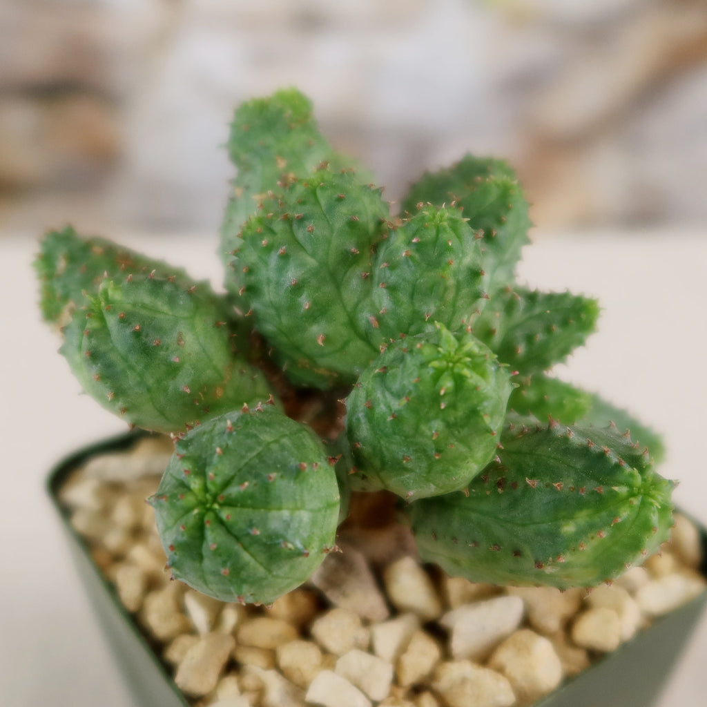 Euphorbia pseudoglobosa