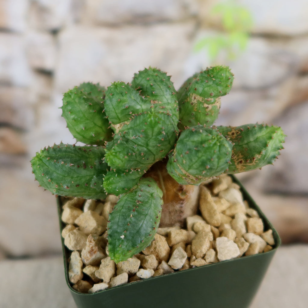 Euphorbia pseudoglobosa