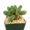 Angled close-up of Euphorbia pseudoglobosa showing clustered tuberculate spineless stems and exposed caudex in a green square pot with beige gravel on white background
