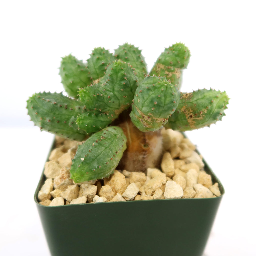 Angled close-up of Euphorbia pseudoglobosa showing clustered tuberculate spineless stems and exposed caudex in a green square pot with beige gravel on white background