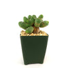 Euphorbia pseudoglobosa